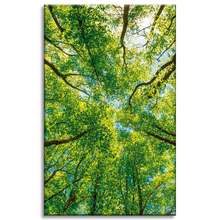 Leinwandgemälde Bäume Blätter Natur Wald Frühling 50x80 cm