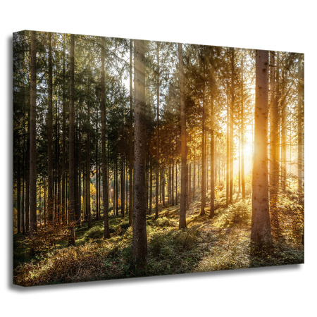 Leinwandgemälde Birken Bäume Sonnenmorgen 40x30 cm