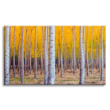 Leinwandgemälde Birken in herbstlichen gelben Blättern 70x50 cm