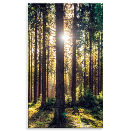 Leinwanddruck Wald Sonne Bäume Frühlingsmorgen 60x100 cm