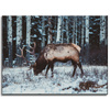 Leinwanddruck Tiere Kanadischer Hirsch 40x30 cm