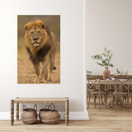 Leinwandgemälde Löwe Natur Savannah Wildness 80x120 cm