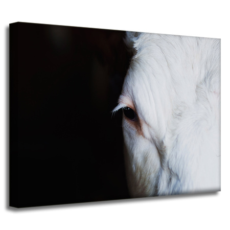 Leinwandgemälde Tiere Auge 40x30 cm