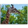 Leinwanddruck Tiere Giraffe 40x30 cm