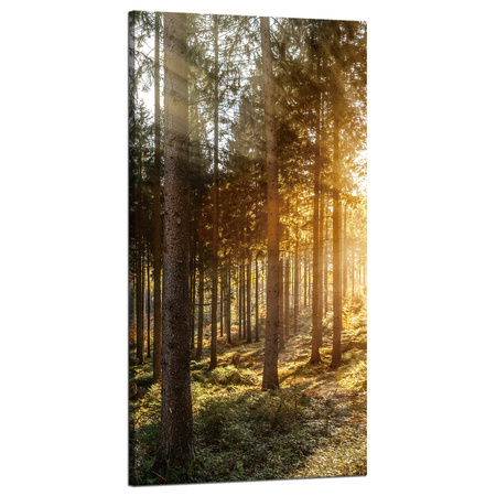 Leinwandgemälde Birken Bäume Sonnenmorgen 60x120 cm