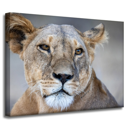 Leinwandgemälde Tiere Löwin 40x30 cm