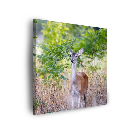 Leinwandgemälde Tiere Hirsch 40x40 cm