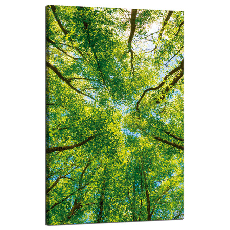 Leinwandgemälde Bäume Blätter Natur Wald Frühling 50x80 cm