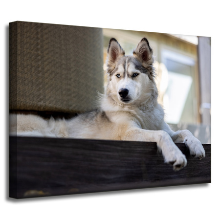 Leinwanddruck Tiere Husky Hund 40x30 cm