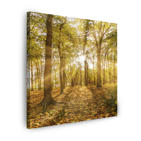 Leinwandgemälde Sonne zwischen Bäumen im Wald 50X50 cm