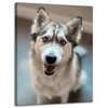 Leinwanddruck Tiere Husky Hund 30x40 cm