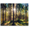 Leinwanddruck Wald Sonne Bäume Frühlingsmorgen 100x80 cm