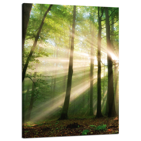 Leinwandgemälde Sonne im Wald Bäume Natur 50x70 cm