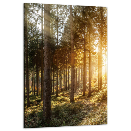 Leinwandgemälde Birken Bäume Sonnenmorgen 60x90 cm