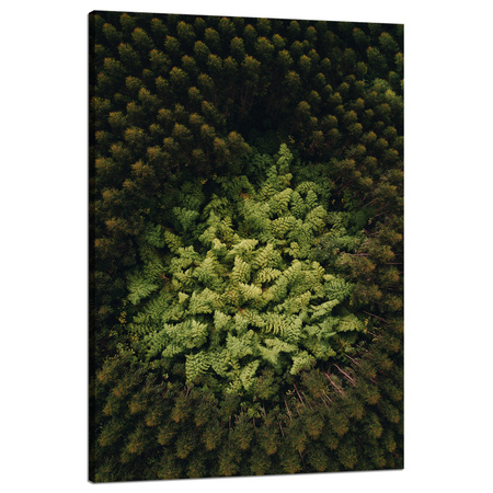 Leinwandgemälde Naturbäume aus der Vogelperspektive 80x120