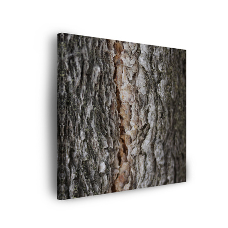 Leinwandgemälde Natur Baumrinde 90x90