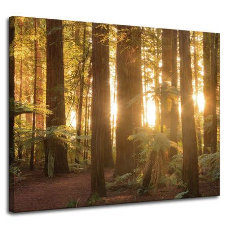 Leinwandgemälde Sonnenstrahlen Waldbäume 100x80 cm
