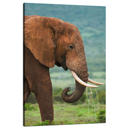 Bild auf Leinwand Muddy Elephant Nature 80x120 cm