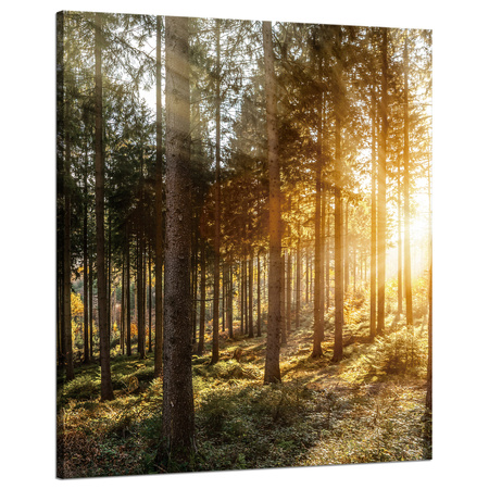 Leinwandgemälde Birken Bäume Sonnenmorgen 80x100 cm