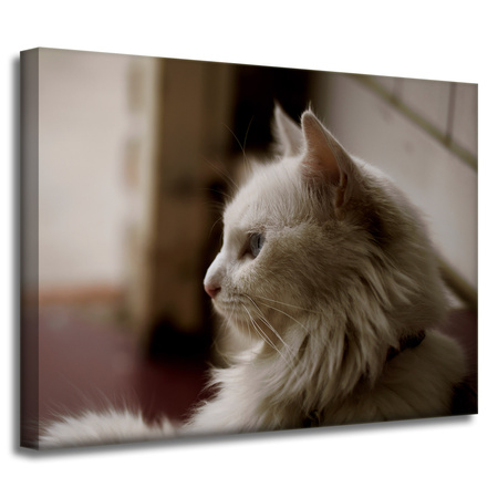 Leinwanddruck Tiere Weiße Katze 40x30 cm
