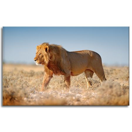 Leinwandgemälde Löwe geht auf dem Savannengras 80x50 cm