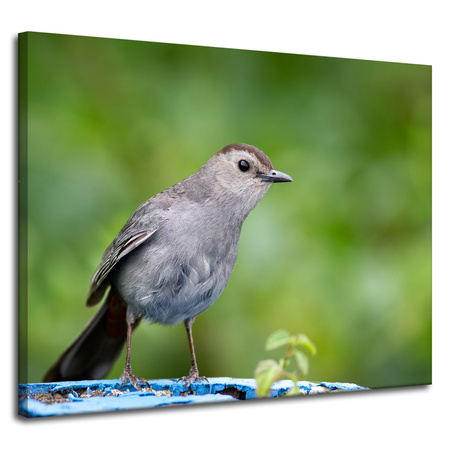 Leinwandgemälde Tiere Sitzender Vogel 100x80 cm