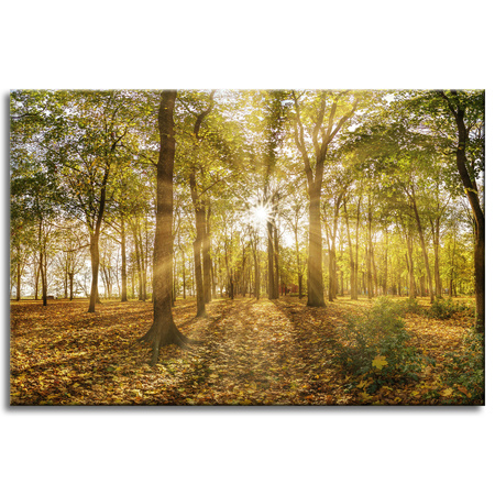 Leinwandgemälde Sonne zwischen Bäumen im Wald 60x40 cm