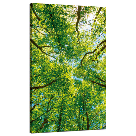 Leinwandgemälde Bäume Blätter Natur Wald Frühling 70x120 cm